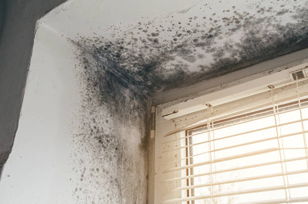 Affordable Mold Cleanup solutions in Canton, IL
