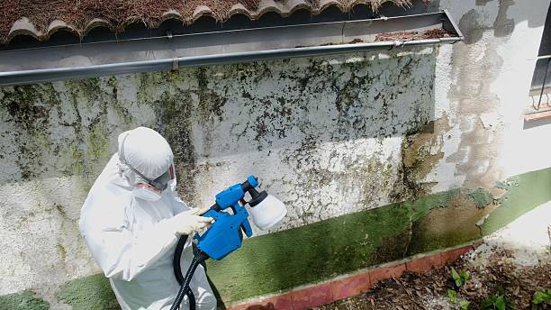 Trusted Mold Removal service in Canton, IL - Cheap Mold Removal